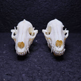 Raccoon Dog Skull | Natural Animal Bone Specimen | Ornament